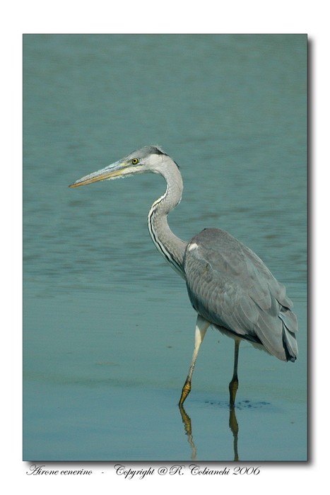 Airone cenerino - Ardea cinerea